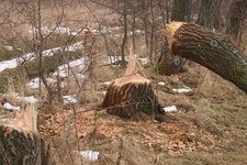 Bóbr europejski21sty3